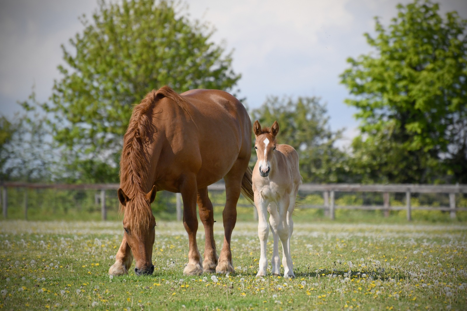THE SUFFOLK PUNCH TRUST