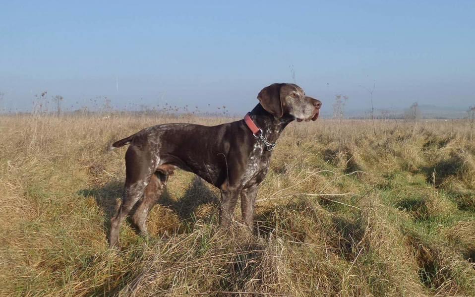 GERMAN SHORTHAIRED POINTER TRUST