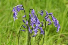 THE BLUEBELL TRUST